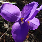 Patersonia Lily (Patersonia sericea) (230383)