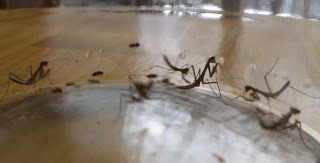 Baby Mantids, 15 total