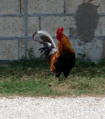 Resident Rooster 