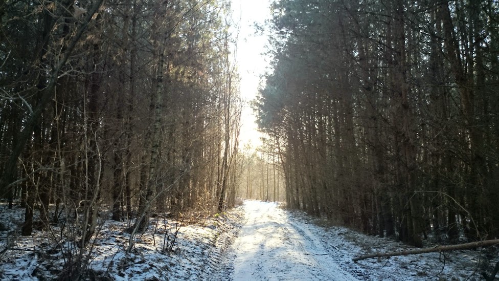 Fajne światło w lesie - za to kocham zimę