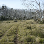 Trail leading to Paton's Hut (290707)