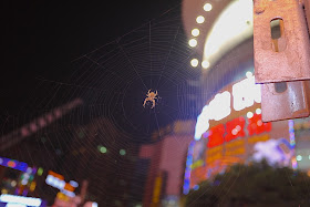 spider in a web in Changsha, Hunan, China