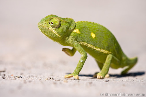 A cute flap-necked chameleon we found crossing the road in the Okavango Delta, Botswana.