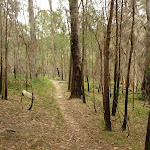 Walking through the open Casuarina forest (333620)
