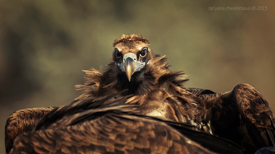 wildlife.crimea.ua