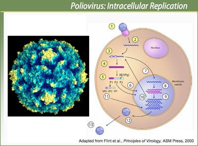 [Image: o_poliovirus+imagen+4.jpg]