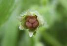 chickweed seeds