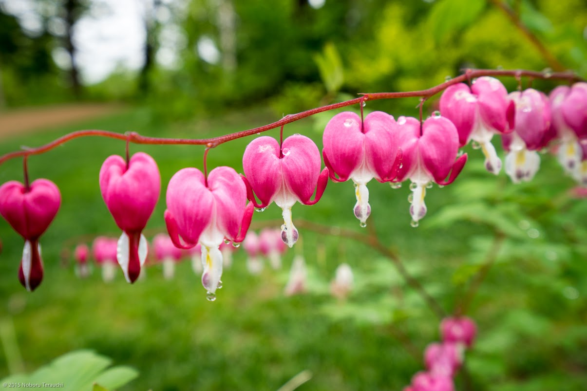 ♡の形をしたキュートな花
