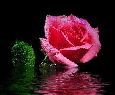 Rosa rosa Refletindo-se