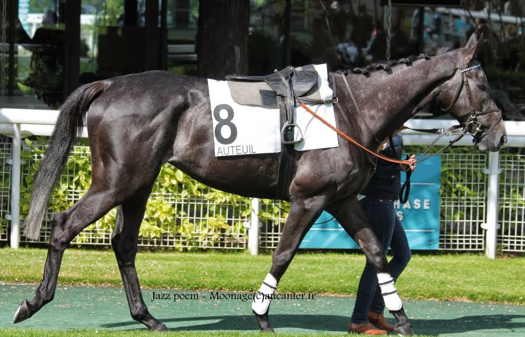 Photos Auteuil 16-05-2015 Week-end printanier de l'obstacle - Page 2 IMG_9756
