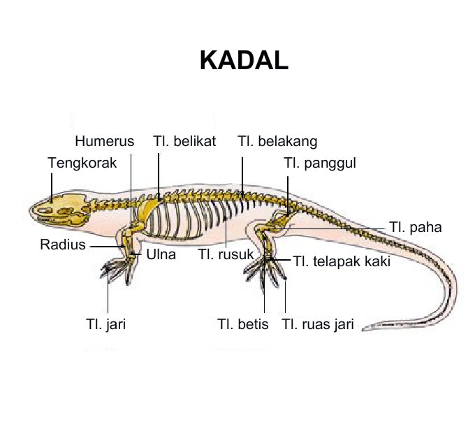 Anatomi Rangka Vertebrata DETIK BIOLOGI