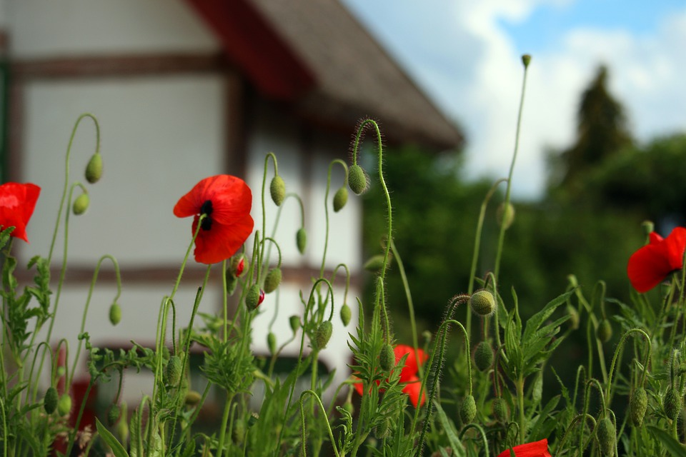 update exterior of home; poppies in a yard