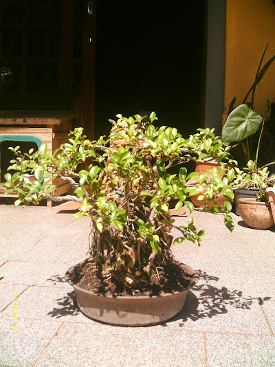 Ficus Microcarpa Começando... IMAG0187