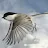 -KITN- KittilsVogel review