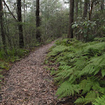 Ferns along Mouat Walk (228088)