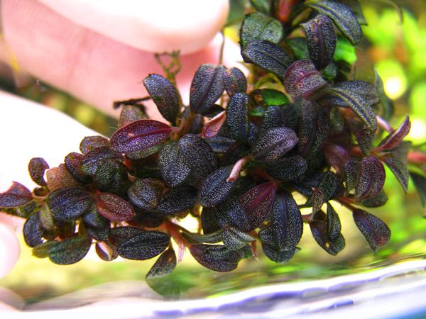cây thủy sinh Bucephalandra Brownie purple