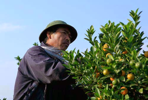 Ông Nguyễn Văn Hùng lo lắng cho số phận những cây quất còn lại trong vườn.