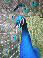 Flora en Fauna - Pauw 9.JPG
