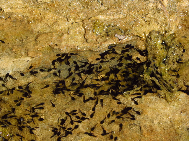 a puddle thick with tadpoles
