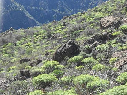 Vegetation in der Bergwelt von Gran Canaria bei Cercados de Araña