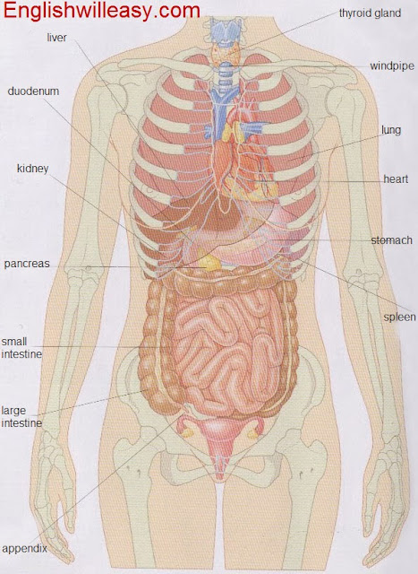 Internal Organs Diagram - Online Dictionary for Kids