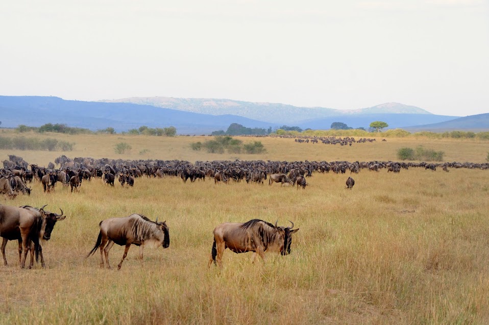 Masai Mara - Oeste de Kenya y Lago Victoria (1)