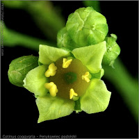 Cotinus coggygria flower and bud flower - Perukowiec podolski kwiat i pąki kwiatowe