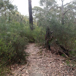 Track nearing Pennant Hills Park (82741)