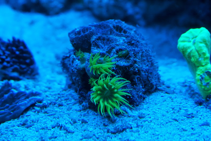 large coral stone fish tank