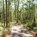 North facing foot path down to Richley Reserve in Blackbutt Reserve (401914)