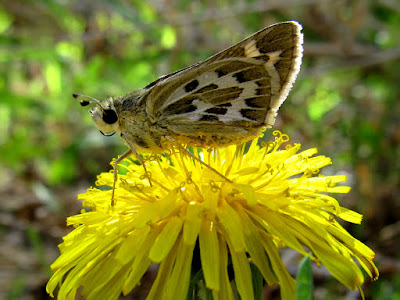 Moth on a dandelion