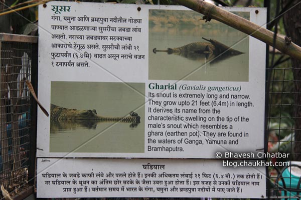 Information on Gharial [Scientific Name: Gavialis Gangeticus, Hindi Name: घऱियाल] AKA Indian Gavial, Indian Crocodile, Indian Croc