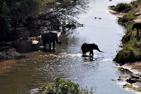 Wildlife Photos of Elephant