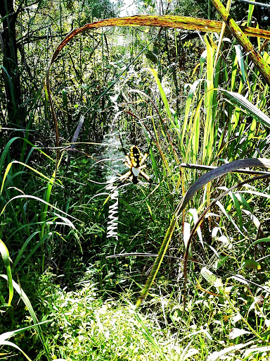 Garden spider