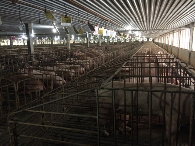Pig Farming and Related Industry