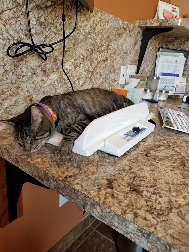 Veterinarian «Scottsdale Cat Clinic», reviews and photos