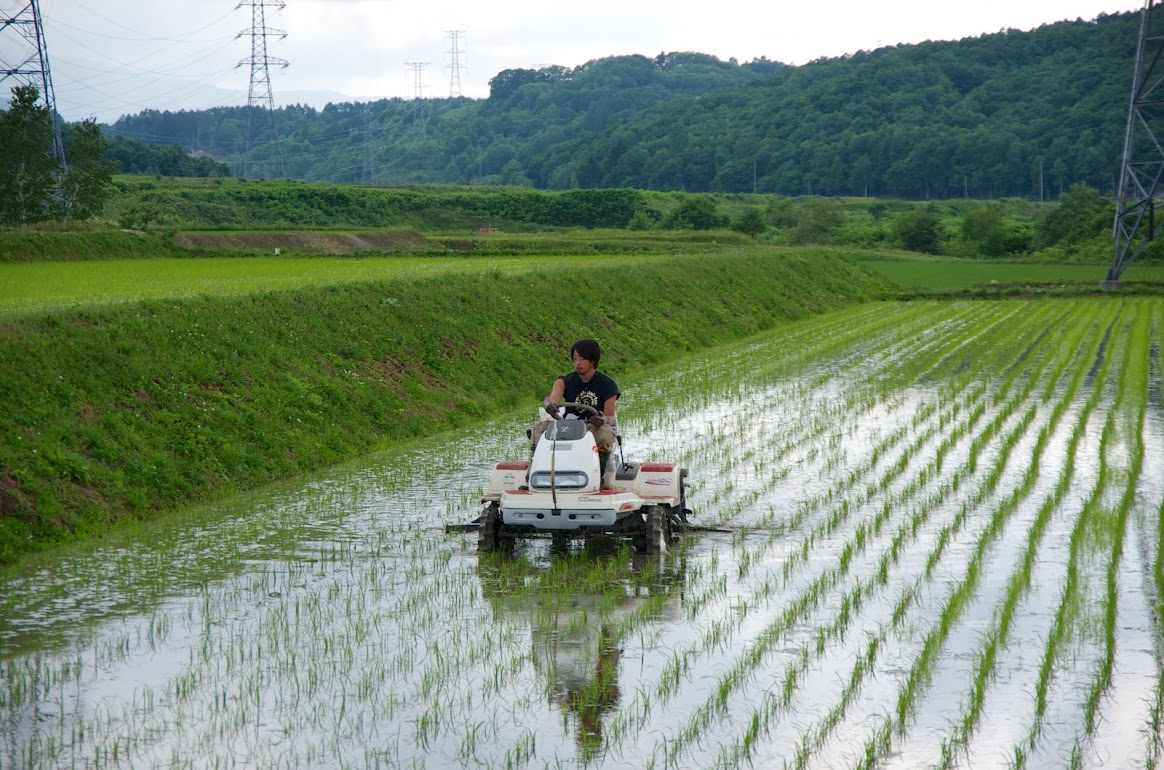 草取り