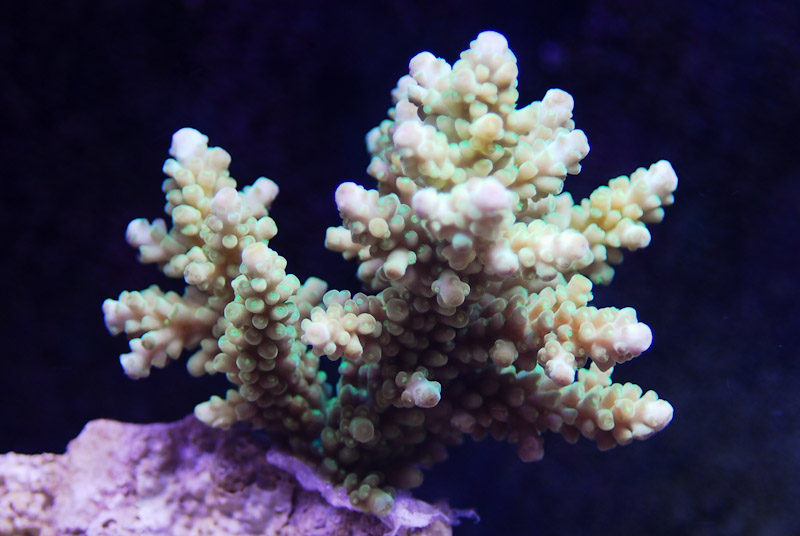 coral20110527-13.jpg