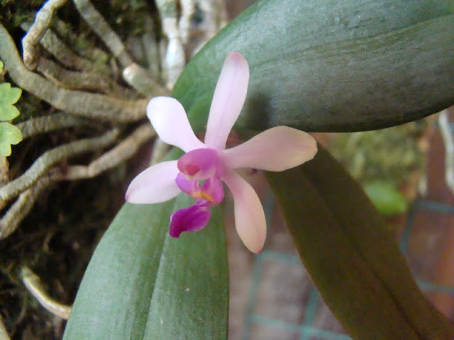 Phalaenopsis wilsonii DSC08732