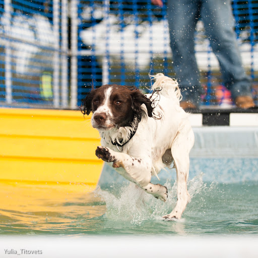    Splash dogs  Dog Show Club