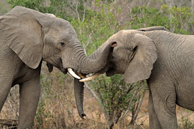 Wildlife Photos of Elephant's Fight (Mala Mala, South Africa)