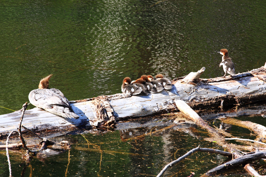 Птицы в фотографиях из путешествий
