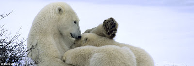 polar species polaire oso