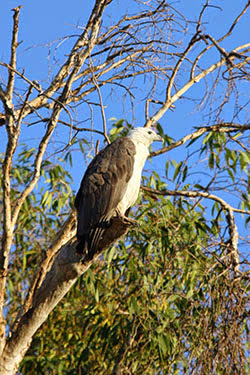 AUSTRALIA: EL OTRO LADO DEL MUNDO - Blogs de Australia - El norte tropical: Darwin-Kakadu (14)