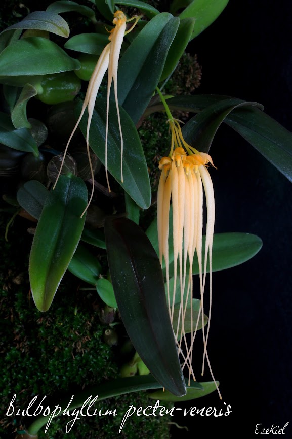 Bulbophyllum pecten-veneris IMG_6826