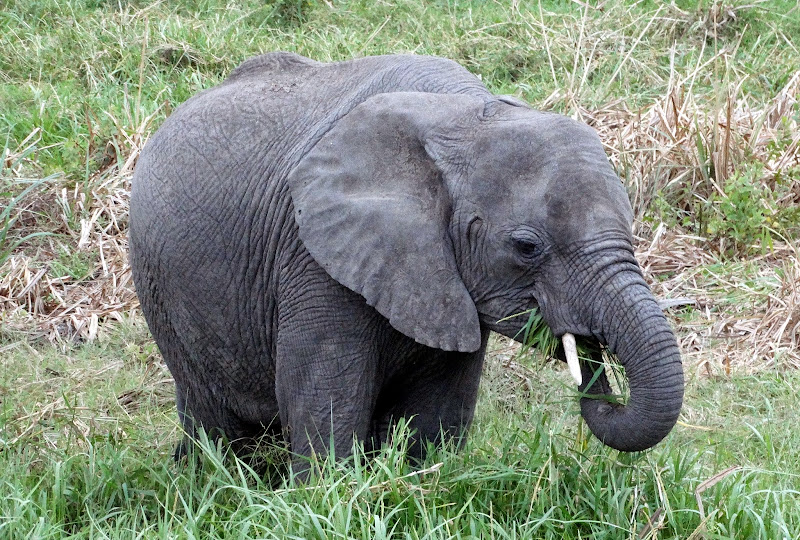 8 слоников. Наш слон. Слон не слышу. Какими вы видите слона. Как слон видит траву.