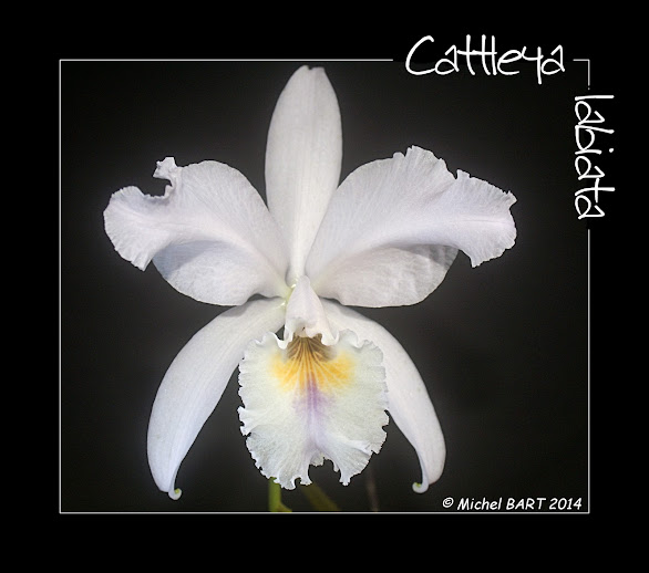 Cattleya labiata Cattleya_labiata