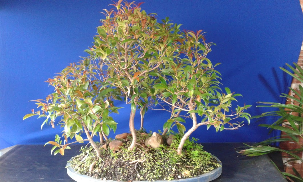 Alguns de meus bonsai ...diversos... 20130322_142409