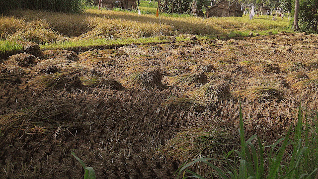 Как выращивают рис на Бали