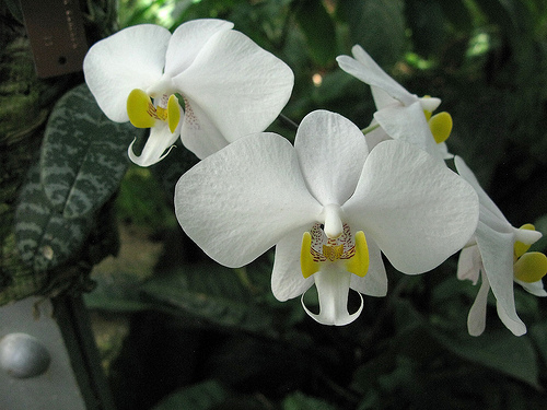 Растения из Тюмени. Краткий обзор - Страница 7 Phalaenopsis%252520philippinensis%2525201